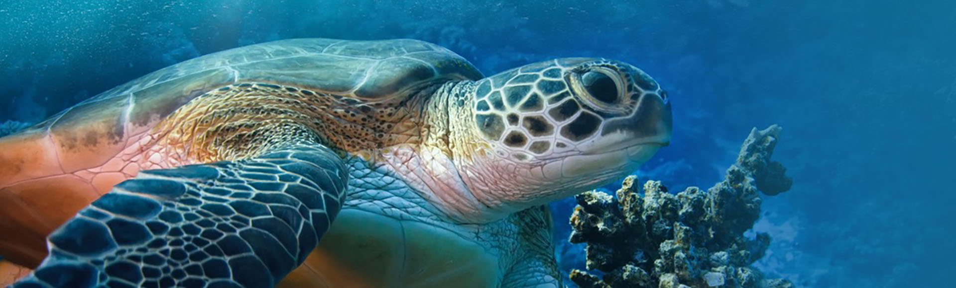 <i18n class='notranslate'>Avec les Enfants</i18n>