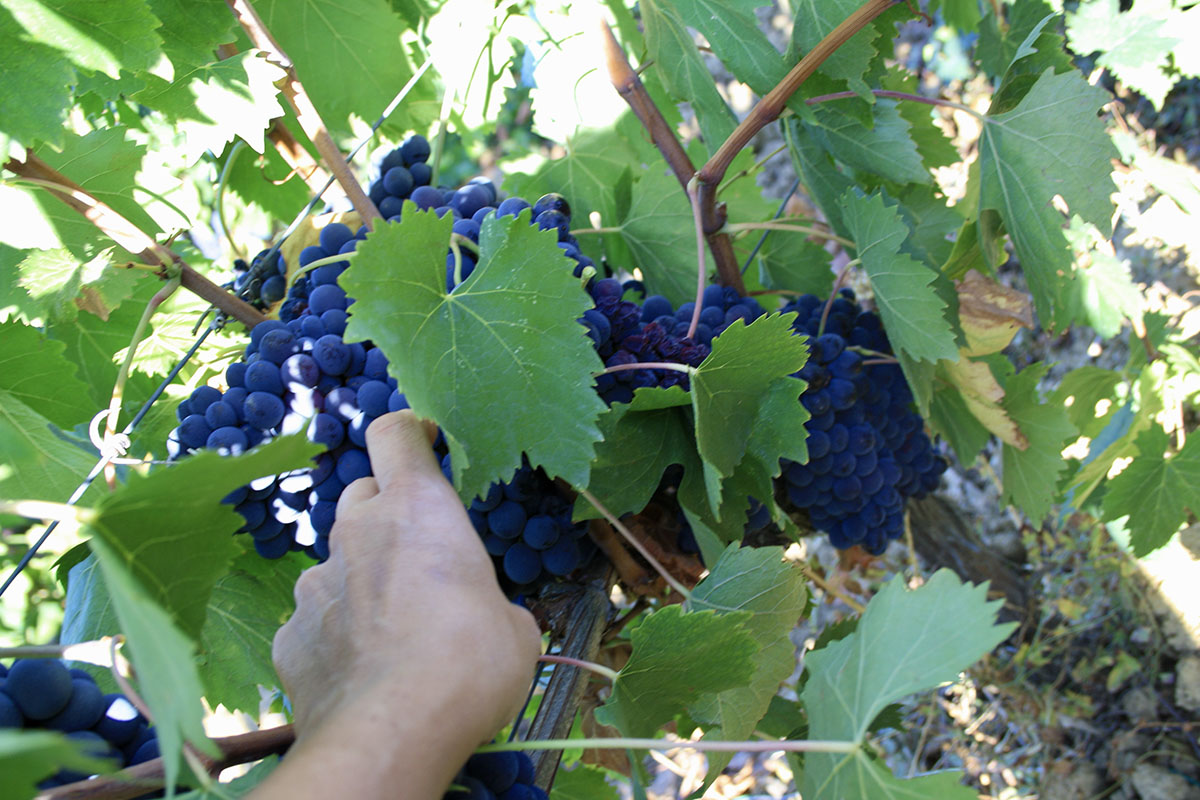 In attesa della vendemmia