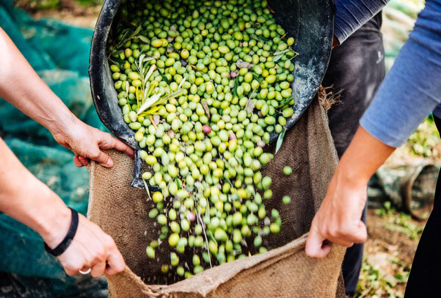 La raccolta delle olive nella nostra fattoria